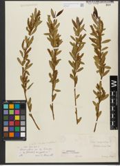 Foto von Salix triandra subsp. amygdalina (L.) Schübl. & G. Martens